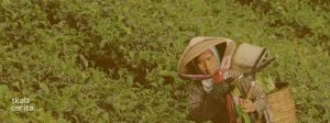 sejarah teh indonesia
